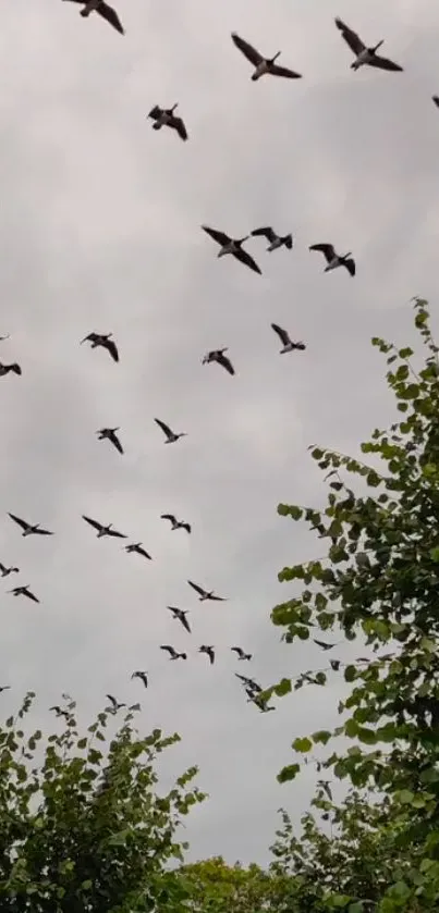 Birds flying over green trees under a cloudy sky.