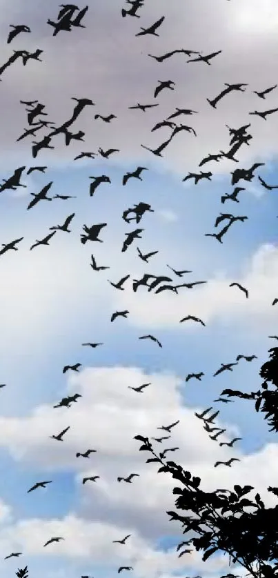 Silhouetted birds flying in a cloudy blue sky.