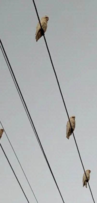 Four birds perched on electric wires with a light gray sky.