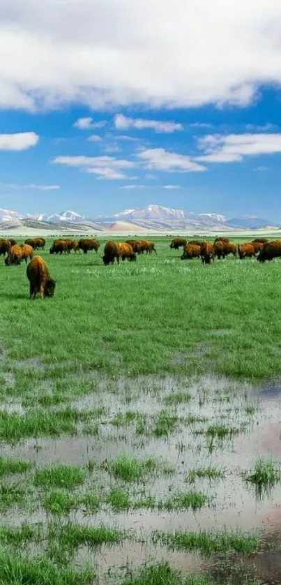 Bison grazing in lush green meadow with blue sky backdrop.