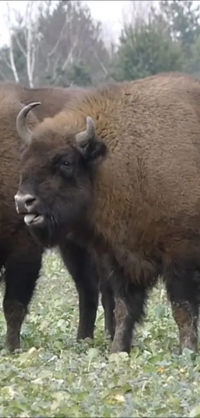 Bison herd grazing in a green pasture with trees in the background.