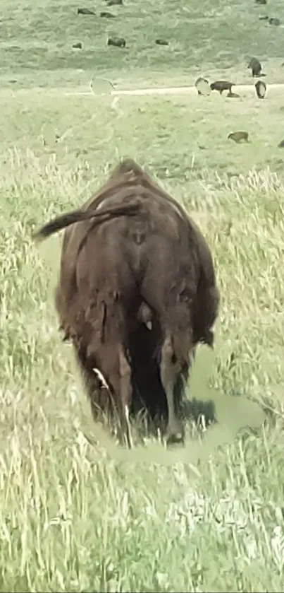 Lone bison roaming open grassland, facing away with distant herd.