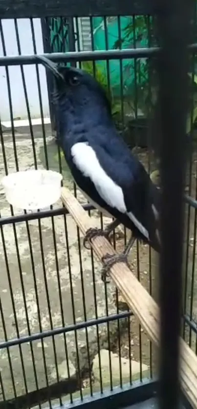 Black and white bird perched in a cage with natural background.