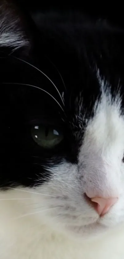 Close-up of a black and white cat with green eyes, perfect for a mobile wallpaper.