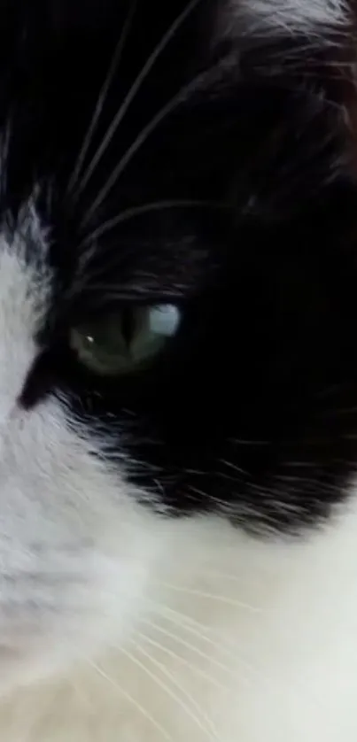 Close-up of a black and white cat's face with focused eyes.