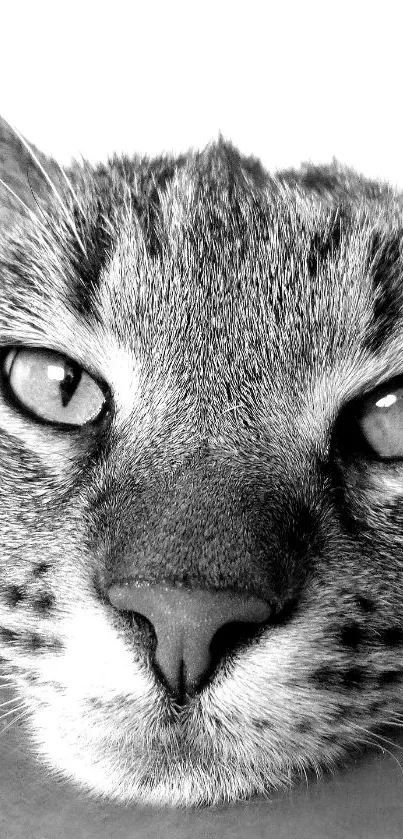 Black and white close-up of a cat's face, highlighting detailed features.