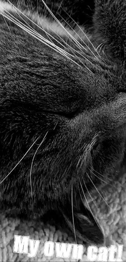 Close-up of a sleeping black and white cat in grayscale.