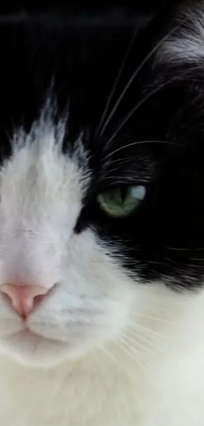 Close-up of a black and white cat with green eyes.