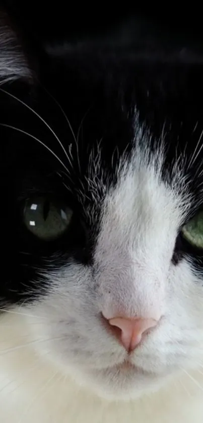 Close-up of a black and white cat with green eyes, perfect for a sleek wallpaper.