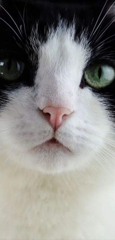 Close-up of black and white cat with green eyes, perfect for mobile wallpaper.