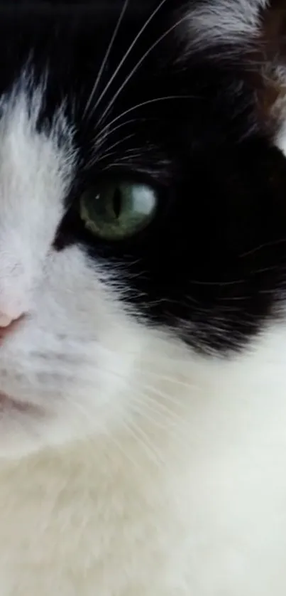 Close-up of a black and white cat with green eyes, perfect as a mobile wallpaper.