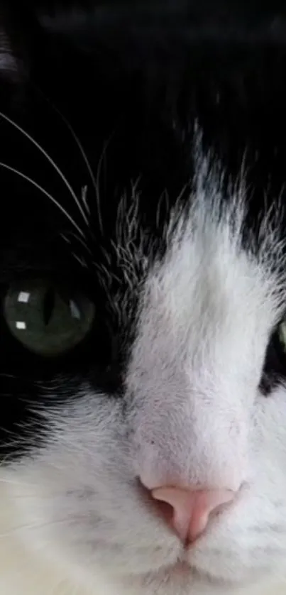 Close-up of black and white cat with green eyes, mobile wallpaper.