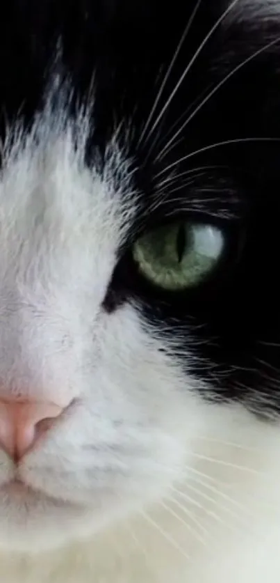 Closeup of a black and white cat's face with green eyes.