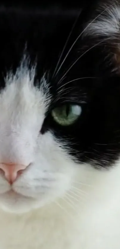 Closeup of a black and white cat with green eyes, perfect for a mobile wallpaper.