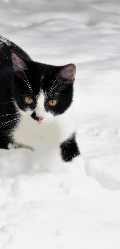 Black and white cat playfully exploring in the snow.