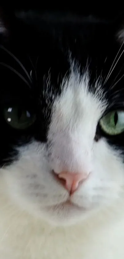 Close-up of a black and white cat with green eyes.