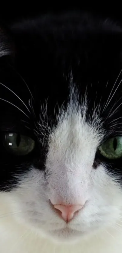 Close-up portrait of a black and white cat with green eyes for mobile wallpaper.