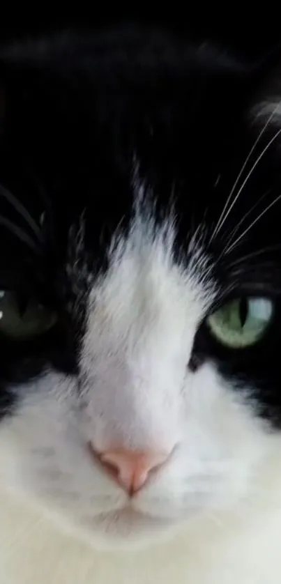 Close-up of a black and white cat with green eyes, perfect for a mobile wallpaper.