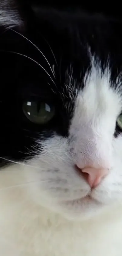 Close-up of a black and white cat's face with green eyes.