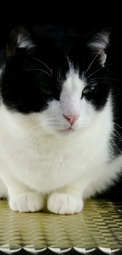 Peaceful black and white cat on a dark background.