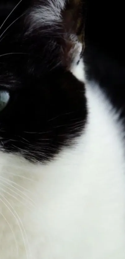 Close-up of a black and white cat with a striking green eye.