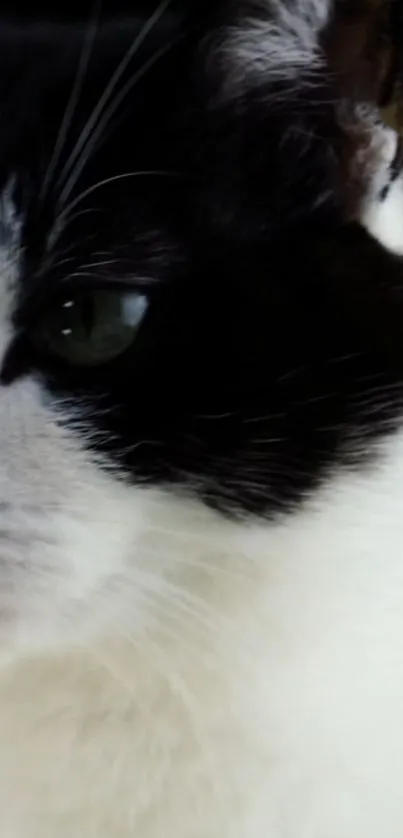 Close-up of a black and white cat in a minimalist style.