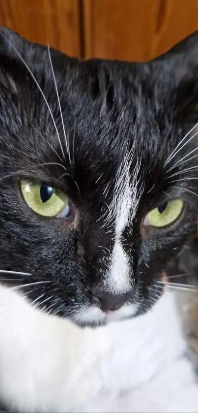 Black and white cat with vivid green eyes on a wooden background wallpaper.