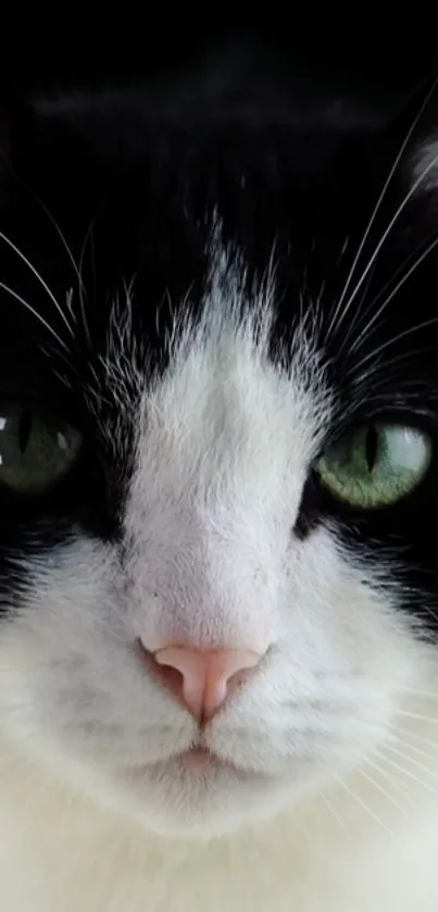 Close-up of a black and white cat with green eyes, perfect as a phone wallpaper.