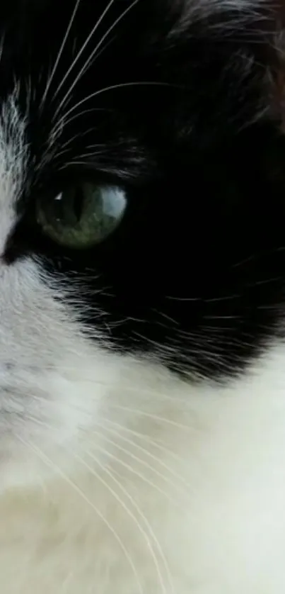 Close-up of a black and white cat's face with green eye.