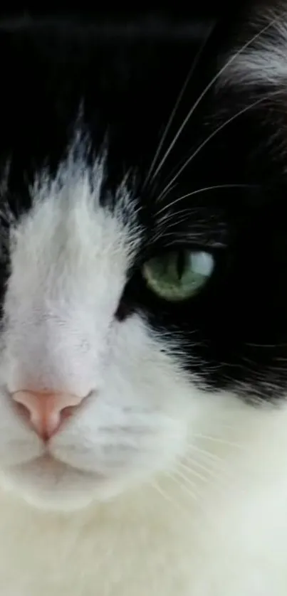 Close-up of a black and white cat with striking green eyes.