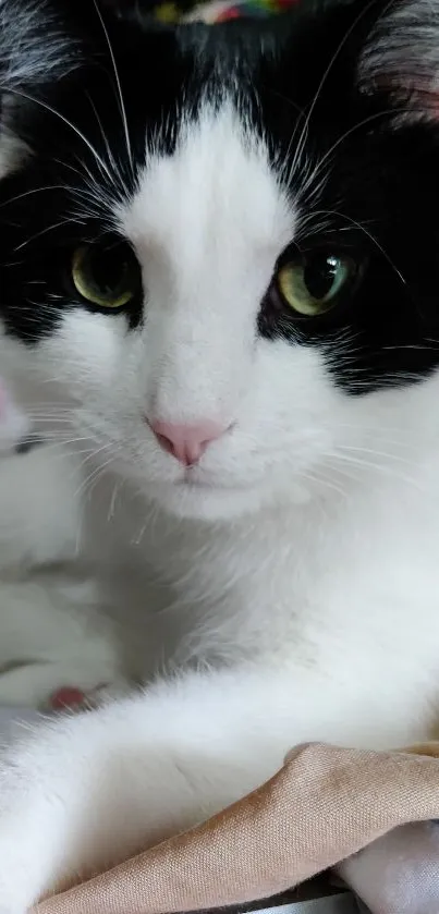 A black and white cat with captivating green eyes in a calming pose.