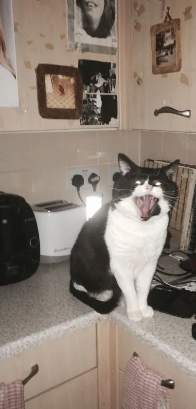 Black and white cat yawning on kitchen counter, surrounded by decor.