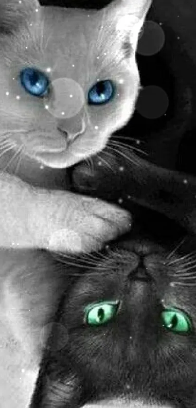 Black and white cats with vivid eyes in stylish wallpaper.