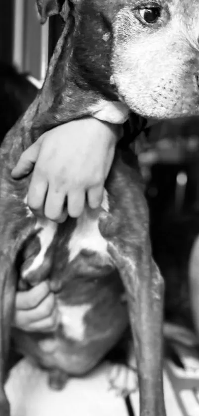 Black and white portrait of a pit bull dog held gently.