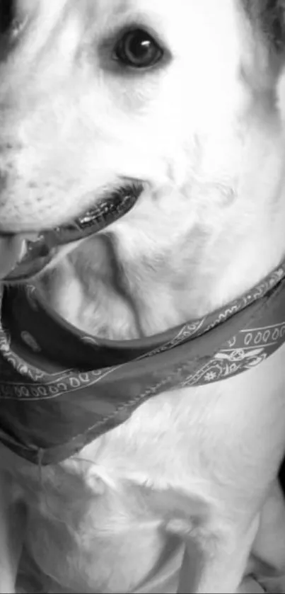Black and white dog with bandana mobile wallpaper.