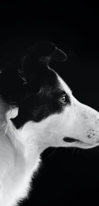 Black and white silhouette of a dog's profile on a dark background.