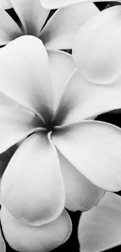 Black and white floral wallpaper with delicate petals.