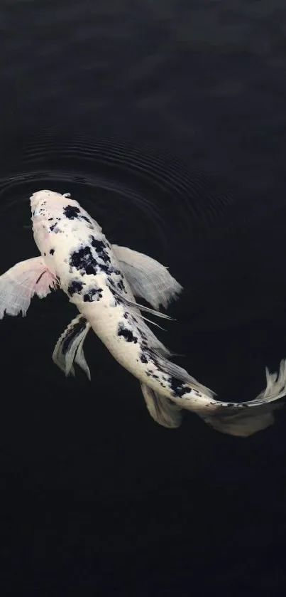 Black and white koi fish swimming in dark water wallpaper.