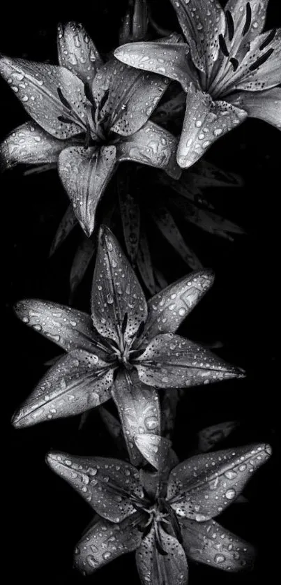 Elegant monochrome lily flowers with water droplets on black background.