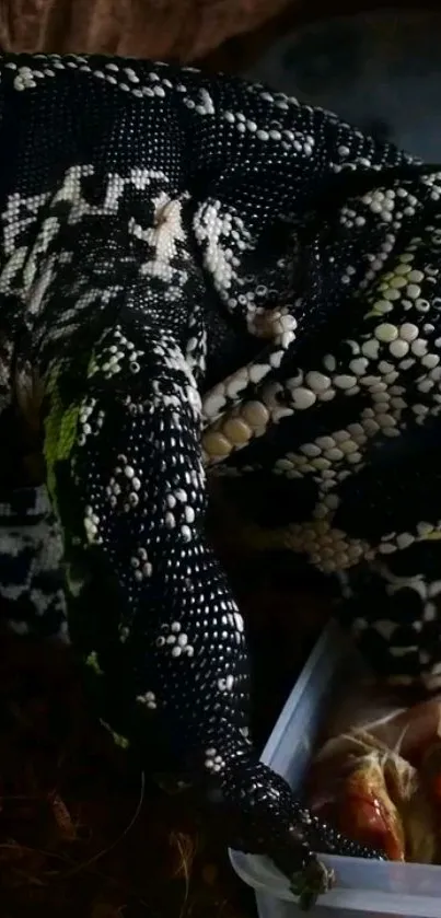 Lizard with black and white textured skin on a natural backdrop.