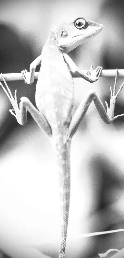 Black and white lizard hanging on a branch, detailed monochrome image.