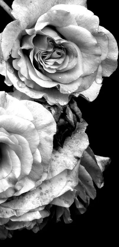 Black and white roses on dark background mobile wallpaper.