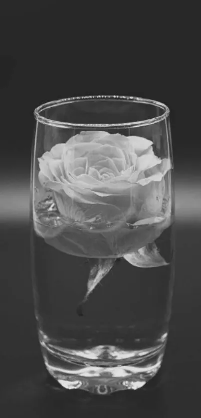 Black and white rose in a glass vase.