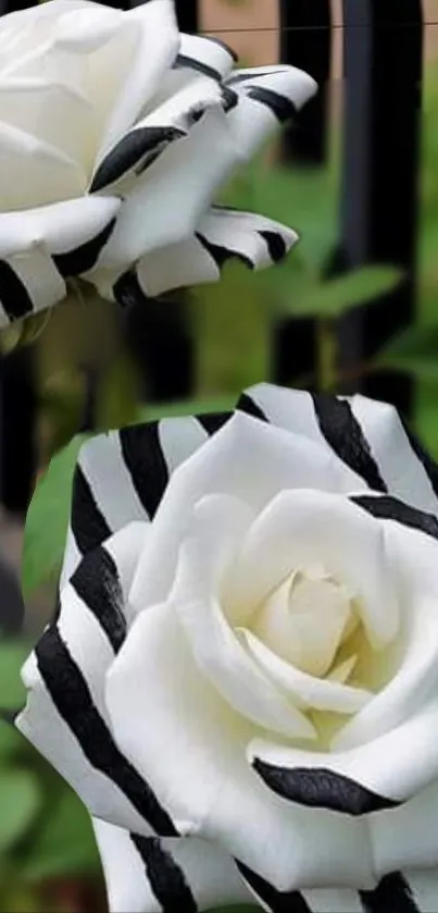 Black and white striped roses with a green background.