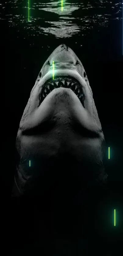 Black and white shark wallpaper for mobile.