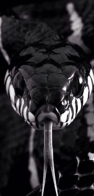 Close-up of a black and white snake with intricate scales.