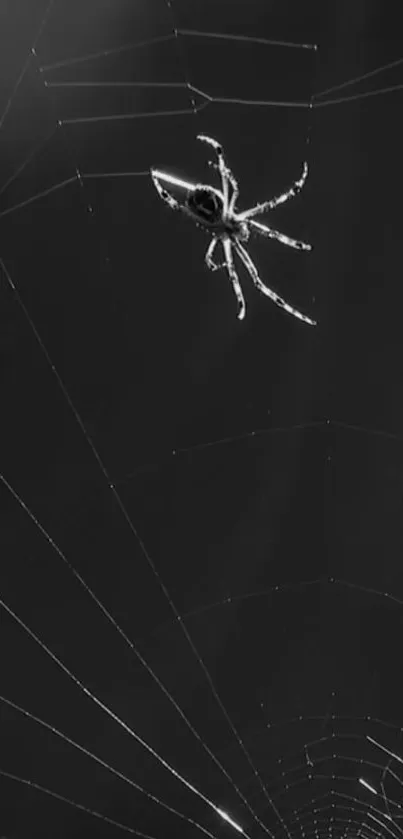 A detailed spider in a black and white web design wallpaper.