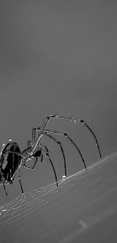 Black and white image of a spider on a web, showcasing intricate details and elegance.