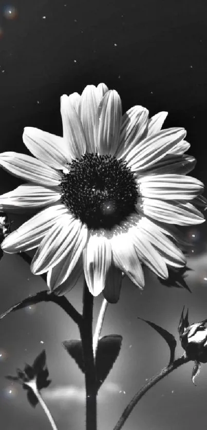 Monochrome sunflower with artistic flair.