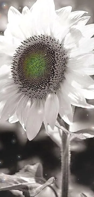 Black and white sunflower with green center on wallpaper.